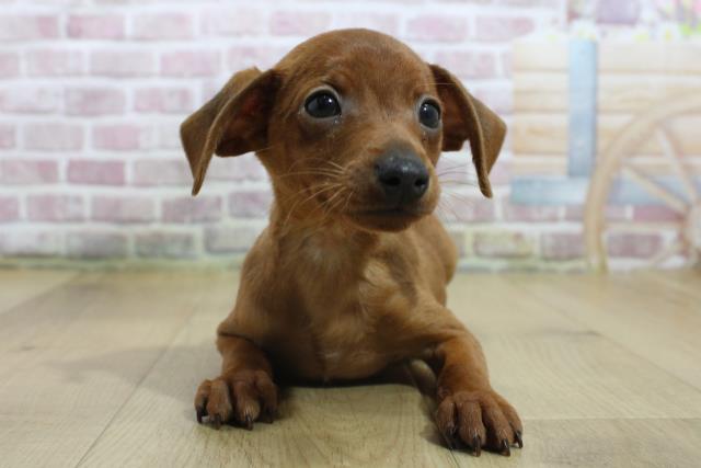 栃木県のミニチュアピンシャー (Coo&RIKU足利店/2025年3月16日生まれ/男の子/レッド)の子犬