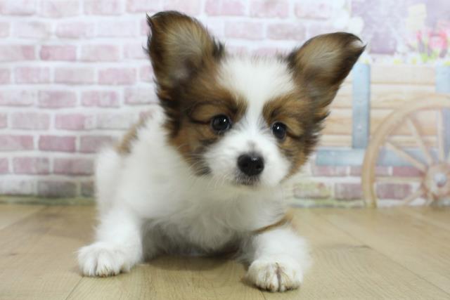 福島県のパピヨン (Coo&RIKU郡山店/2025年3月16日生まれ/男の子/ホワイトブラウン)の子犬