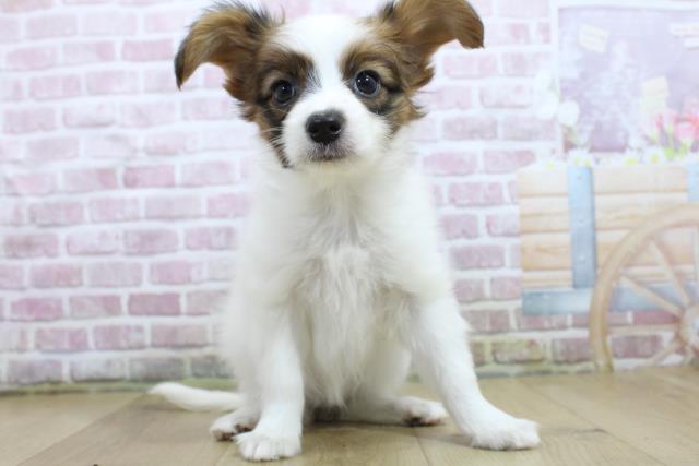 山形県のパピヨン (Coo&RIKU山形店/2025年3月16日生まれ/女の子/ホワイトブラウン)の子犬