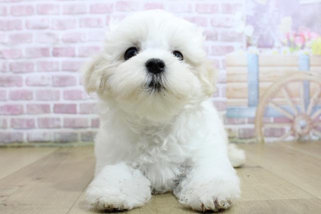 福島県のマルチーズ (Coo&RIKU郡山店/2025年3月7日生まれ/女の子/ホワイト)の子犬