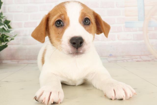 熊本県のジャックラッセルテリア (Coo&RIKU熊本店/2025年3月16日生まれ/男の子/ホワイトタン)の子犬