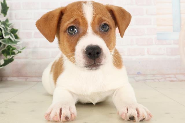 長崎県のジャックラッセルテリア (Coo&RIKU大村店/2025年3月16日生まれ/女の子/ホワイトタン)の子犬