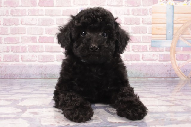 大阪府のトイプードル(トイ) (Coo&RIKU東大阪店/2025年3月15日生まれ/男の子/ブラック)の子犬