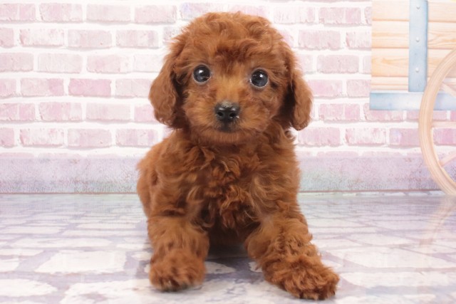 大阪府のトイプードル(トイ) (Coo&RIKU城東古市店/2025年3月17日生まれ/女の子/レッド)の子犬