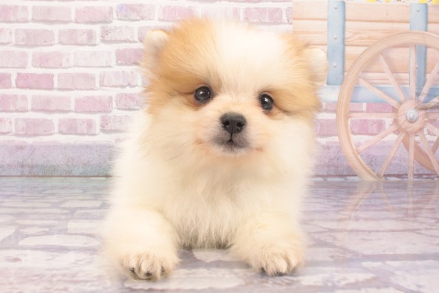 大阪府のポメラニアン (Coo&RIKU和泉店/2025年3月16日生まれ/男の子/パーティーカラー)の子犬