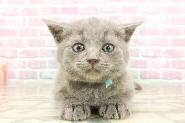 埼玉県のブリティッシュショートヘアー (Coo&RIKUアニマルケアセンター大宮/2025年3月17日生まれ/男の子/ブルー)の子猫
