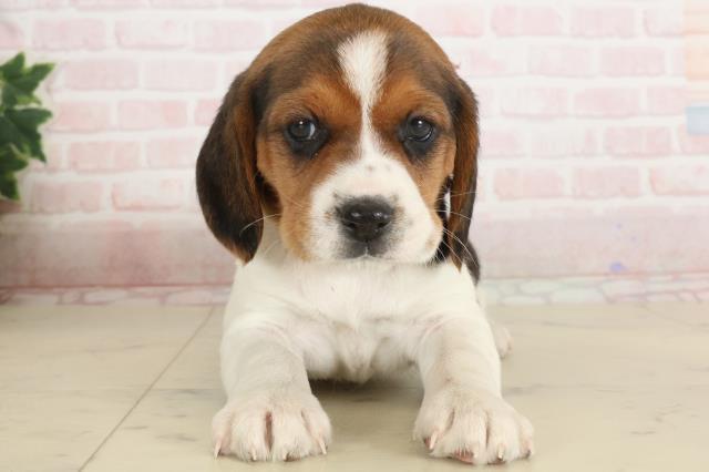 鳥取県のビーグル (Coo&RIKUラ・ムー鳥取東店/2024年12月3日生まれ/女の子/ハウンドカラー)の子犬