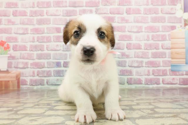 埼玉県のジャックラッセルテリア (Coo&RIKU春日部店/2025年3月16日生まれ/女の子/タンホワイト)の子犬