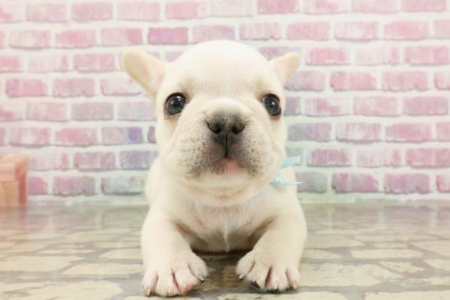 東京都のフレンチブルドッグ (Coo&RIKU浅草店/2025年3月17日生まれ/男の子/クリーム)の子犬