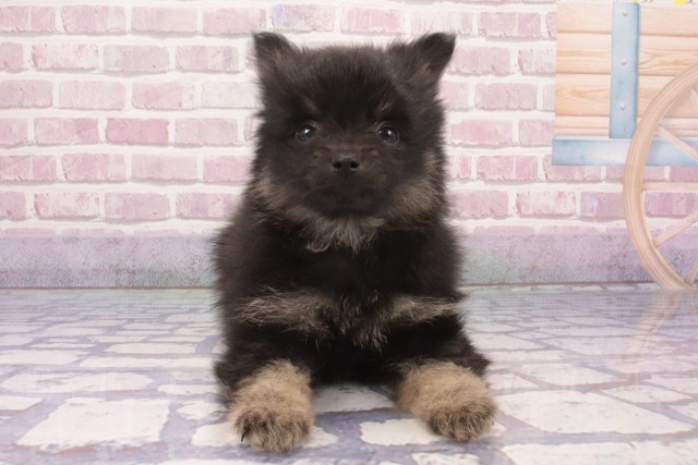 兵庫県のポメラニアン (Coo&RIKU三木店/2025年3月14日生まれ/女の子/ブラックタン)の子犬