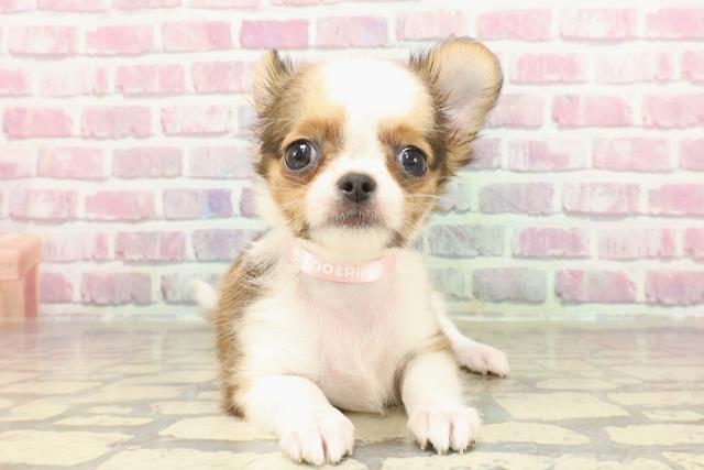 千葉県のチワワ(ロング) (Coo&RIKU市原店/2025年3月15日生まれ/女の子/レッドホワイト)の子犬