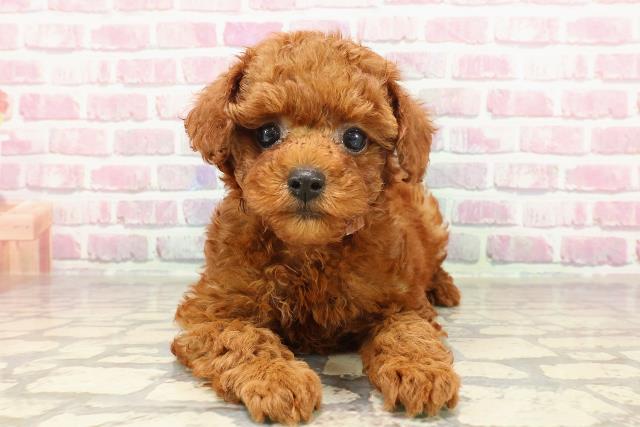 北海道のトイプードル(トイ) (Coo&RIKU旭川店/2025年3月17日生まれ/女の子/レッド)の子犬