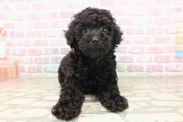 北海道のトイプードル(トイ) (Coo&RIKU帯広店/2025年3月16日生まれ/女の子/ブラック)の子犬