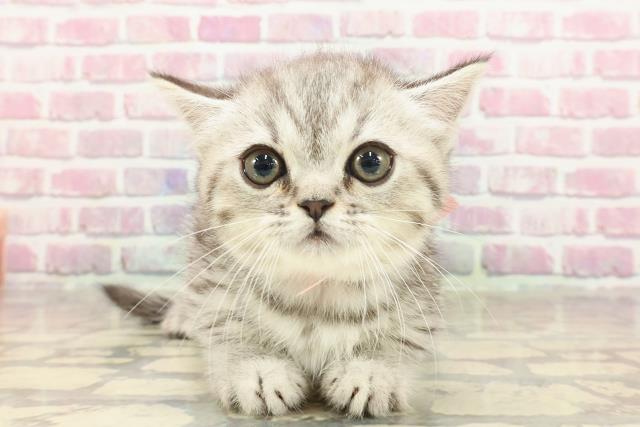 東京都のミヌエット (Coo&RIKU浅草店/2025年3月16日生まれ/女の子/シルバータビー)の子猫