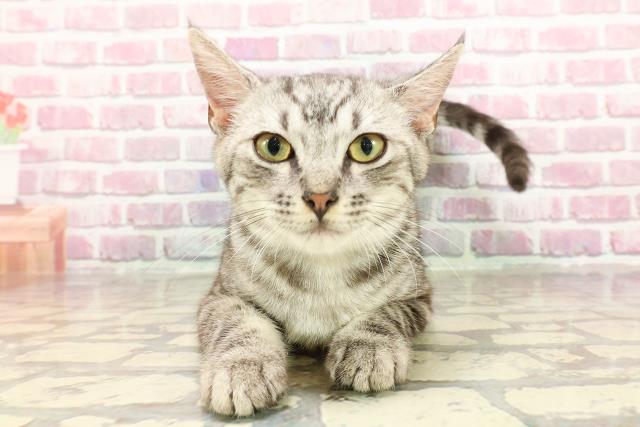 北海道のアメリカンカール (Coo&RIKU帯広店/2024年11月7日生まれ/男の子/シルバータビー)の子猫