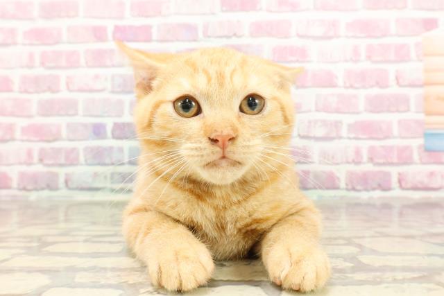 埼玉県のスコティッシュフォールド (Coo&RIKUアニマルケアセンター大宮/2025年2月5日生まれ/男の子/レッドタビー)の子猫