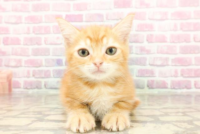 福井県のマンチカン (Coo&RIKU福井店/2025年3月7日生まれ/女の子/レッドタビー)の子猫