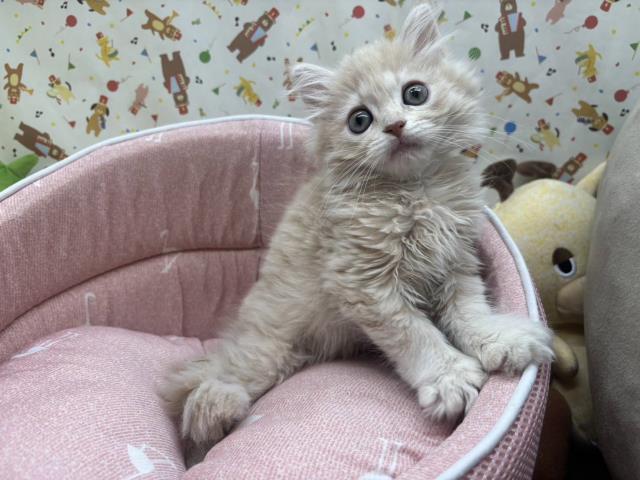 神奈川県のマンチカン (Coo&RIKU藤沢店/2025年3月7日生まれ/女の子/クリームタビー)の子猫