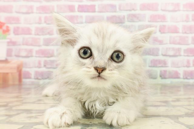 神奈川県のマンチカン (Coo&RIKU小田原店/2025年3月14日生まれ/男の子/シルバータビー)の子猫