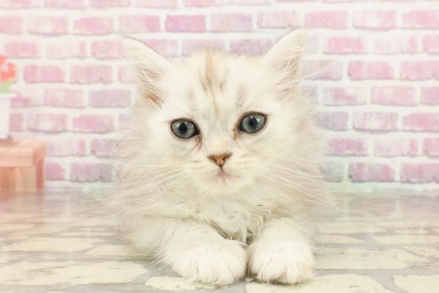青森県のマンチカン (Coo&RIKU青森店/2025年3月14日生まれ/女の子/シルバータビー)の子猫