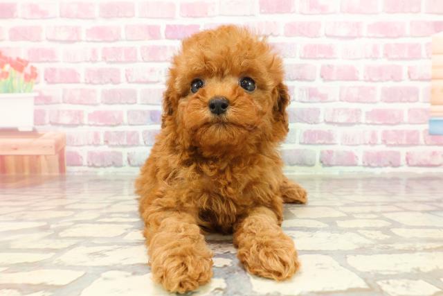 青森県のトイプードル(トイ) (Coo&RIKU青森店/2025年3月18日生まれ/女の子/レッド)の子犬