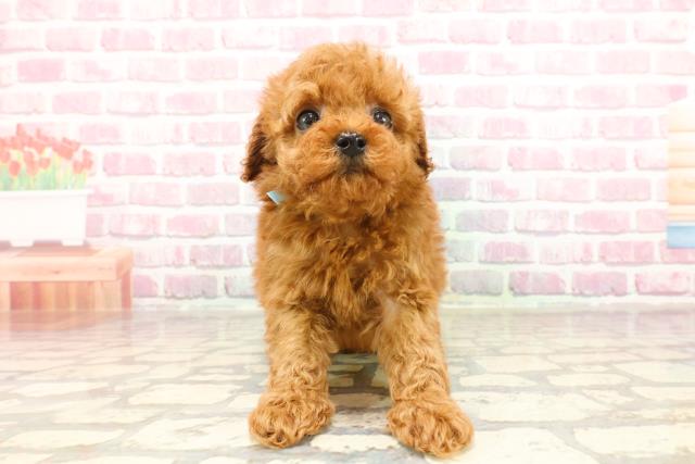 新潟県のトイプードル(トイ) (Coo&RIKU新潟西店/2025年3月18日生まれ/男の子/レッド)の子犬