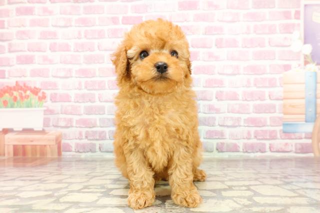 秋田県のトイプードル(トイ) (Coo&RIKU秋田店/2025年3月18日生まれ/女の子/アプリコット)の子犬