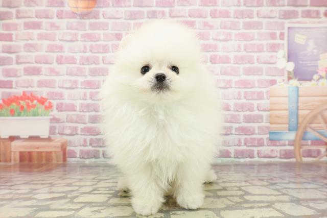 青森県のポメラニアン (Coo&RIKU青森店/2025年3月10日生まれ/男の子/クリーム)の子犬