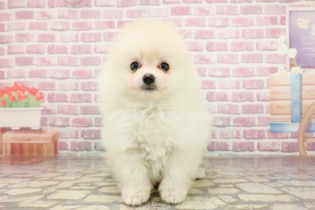 長野県のポメラニアン (Coo&RIKU綿半権堂店/2025年3月18日生まれ/男の子/クリーム)の子犬