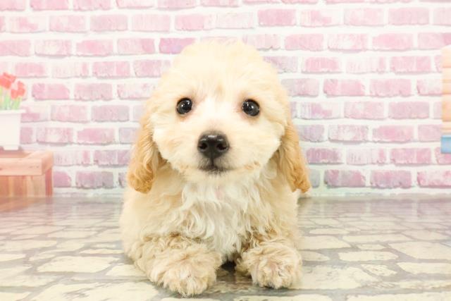 広島県のトイプードル(トイ) (Coo&RIKU東広島店/2025年3月12日生まれ/女の子/アプリコット)の子犬