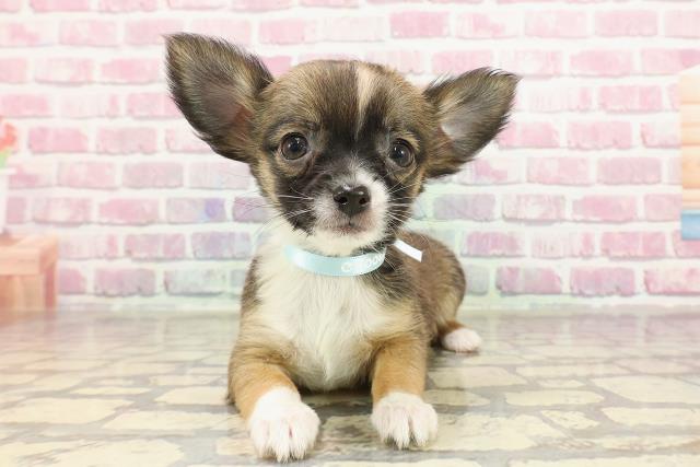 千葉県のチワワ(ロング) (Coo&RIKU八街店/2025年3月16日生まれ/男の子/レッドホワイト)の子犬