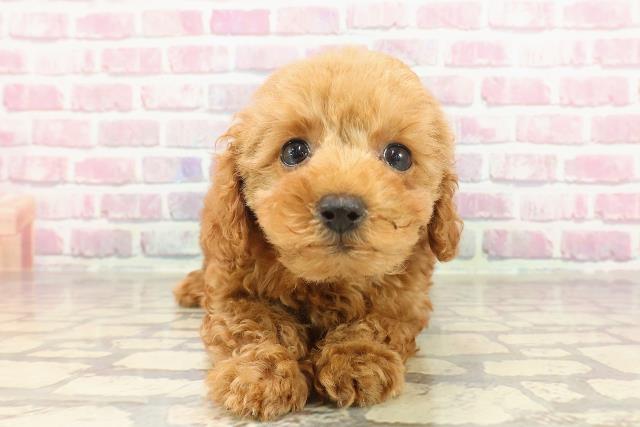 岡山県のトイプードル(トイ) (Coo&RIKU岡山店/2025年3月17日生まれ/女の子/レッド)の子犬