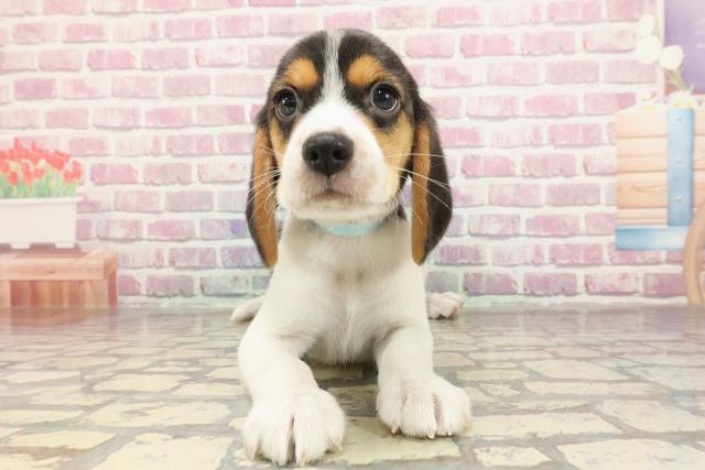 北海道のビーグル (Coo&RIKU札幌西店/2025年3月18日生まれ/男の子/ハウンドカラー)の子犬