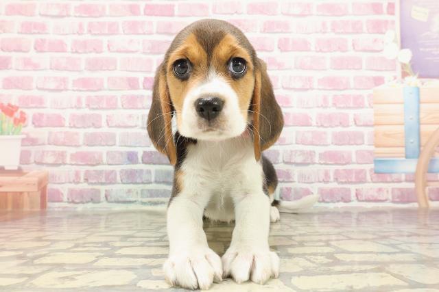 新潟県のビーグル (Coo&RIKU長岡店/2025年3月18日生まれ/女の子/ハウンドカラー)の子犬