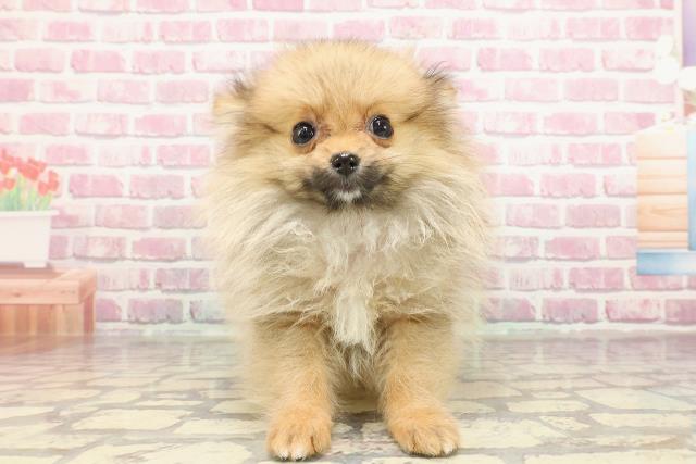千葉県のポメラニアン (Coo&RIKU八街店/2025年1月30日生まれ/女の子/オレンジ)の子犬