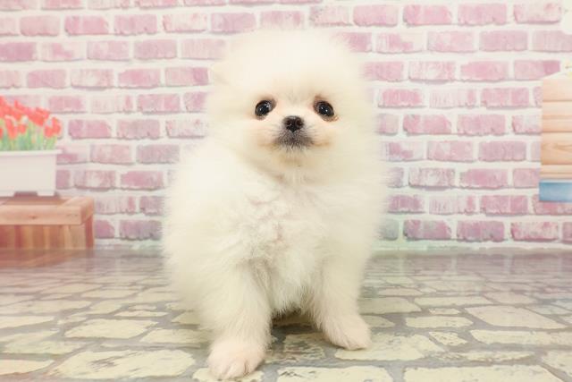 広島県のポメラニアン (Coo&RIKU東広島店/2025年3月18日生まれ/女の子/クリーム)の子犬