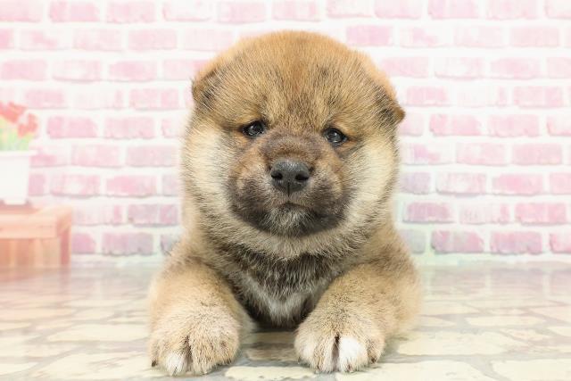 埼玉県の柴犬(標準サイズ) (Coo&RIKUアニマルケアセンター大宮/2025年3月9日生まれ/男の子/赤)の子犬