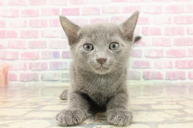 埼玉県のロシアンブルー (Coo&RIKUアニマルケアセンター大宮/2025年3月16日生まれ/男の子/ブルー)の子猫