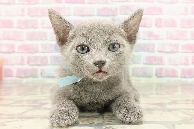 埼玉県のロシアンブルー (Coo&RIKUアニマルケアセンター大宮/2025年3月16日生まれ/男の子/ブルー)の子猫