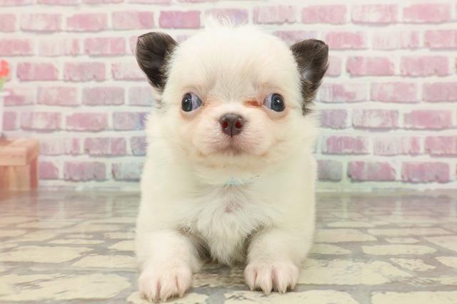 東京都のチワワ(ロング) (Coo&RIKU練馬店/2025年3月12日生まれ/男の子/ブルーホワイト)の子犬