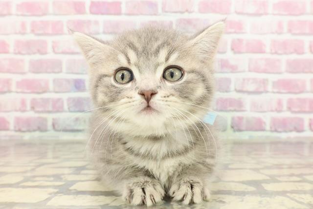 埼玉県のマンチカン (Coo&RIKUアニマルケアセンター大宮/2025年3月18日生まれ/男の子/ブルータビー)の子猫