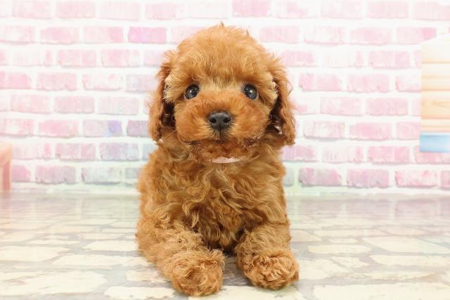 沖縄県のトイプードル(トイ) (Coo&RIKU沖縄浦添店/2025年3月9日生まれ/女の子/レッド)の子犬