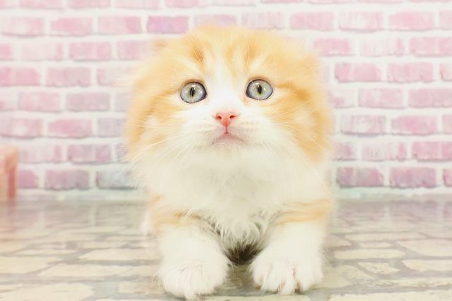 埼玉県のスコティッシュフォールド (Coo&RIKUアニマルケアセンター大宮/2025年3月18日生まれ/男の子/レッドタビーホワイト)の子猫