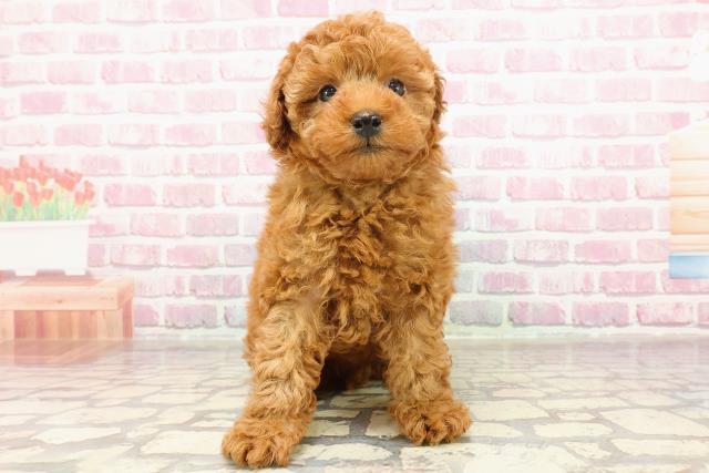 沖縄県のトイプードル(トイ) (Coo&RIKU沖縄浦添店/2025年3月16日生まれ/男の子/レッド)の子犬