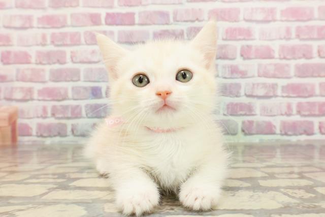 埼玉県のマンチカン (Coo&RIKUアニマルケアセンター大宮/2025年3月16日生まれ/女の子/クリームタビー)の子猫