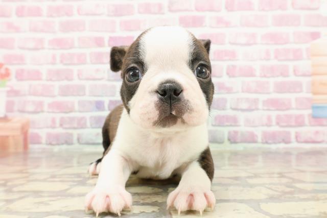 埼玉県のボストンテリア (Coo&RIKU岩槻店/2025年3月18日生まれ/男の子/ブリンドルホワイト)の子犬