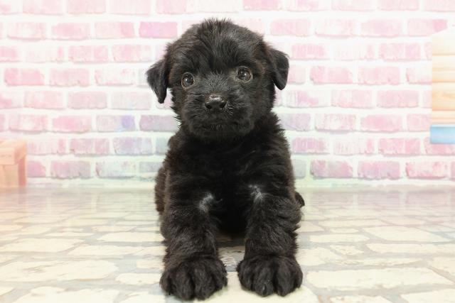 神奈川県のハーフ犬・ミックス犬 (Coo&RIKUパウ川崎店/2025年3月15日生まれ/女の子/ブラック)の子犬