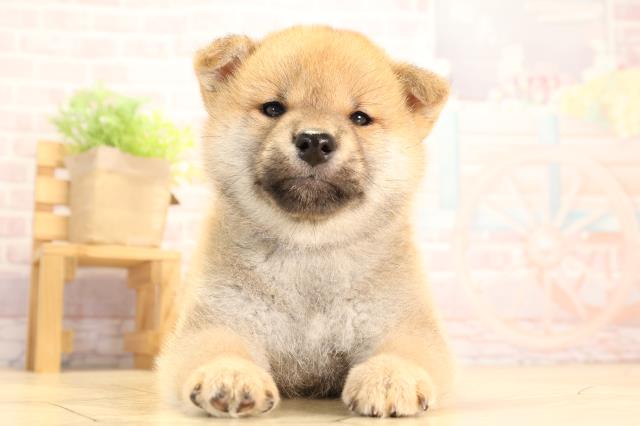 愛知県の柴犬(標準サイズ) (Coo&RIKU東海店/2025年3月17日生まれ/女の子/赤)の子犬