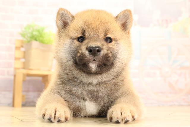 愛知県の柴犬(標準サイズ) (Coo&RIKU名古屋みなと店/2025年3月17日生まれ/男の子/赤)の子犬