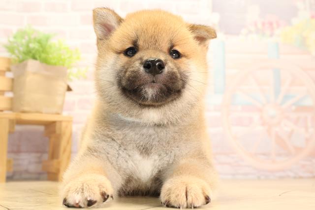 愛知県の柴犬(標準サイズ) (Coo&RIKU豊橋店/2025年3月17日生まれ/男の子/赤)の子犬